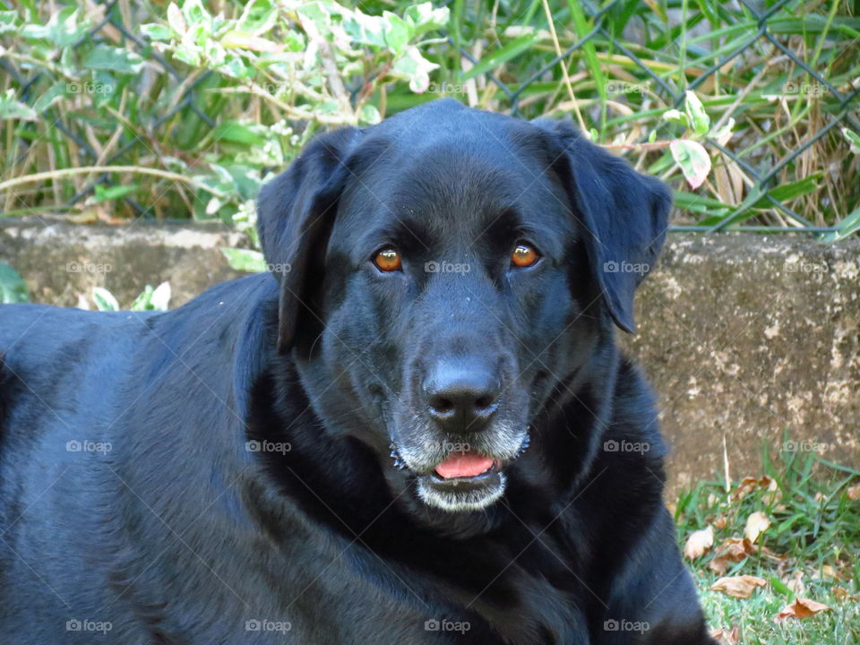 Black labrador looking at camera