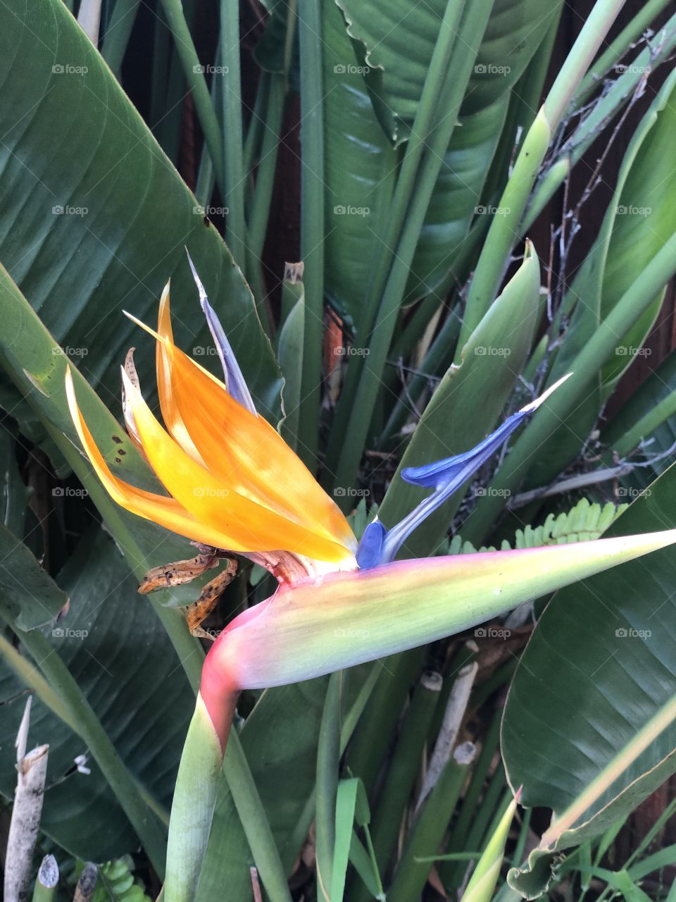 Heliconia 