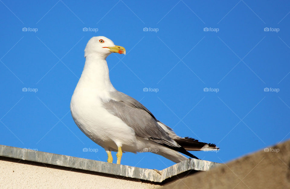 Seagull