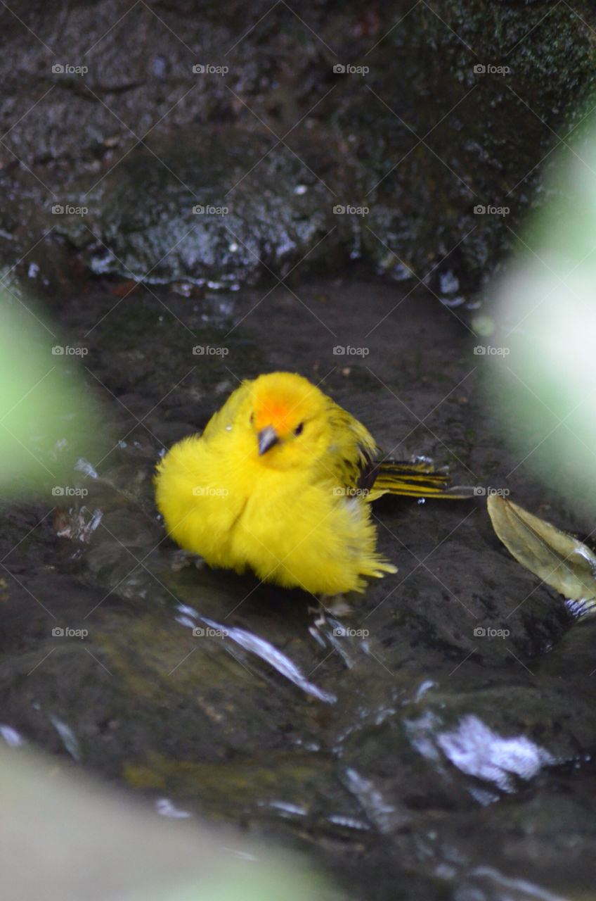 yellow bird tiny stream by CatherineGillam1984