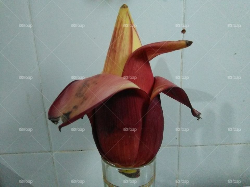 banana flower