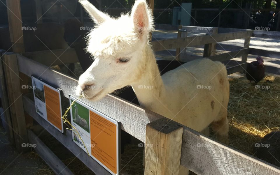 Close-up of little alpaca