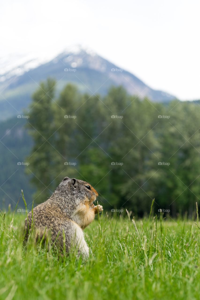 Prairie dog at Banff Alberta