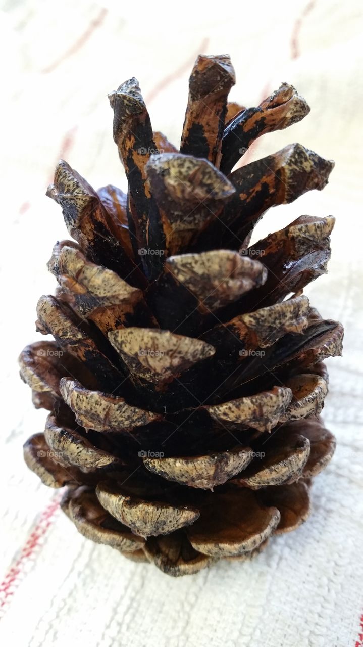 natural pine cone uk grown before bleaching