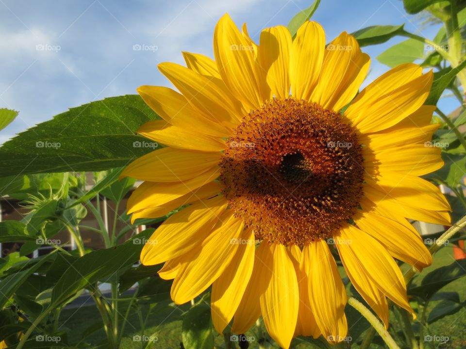 Sunflowers 