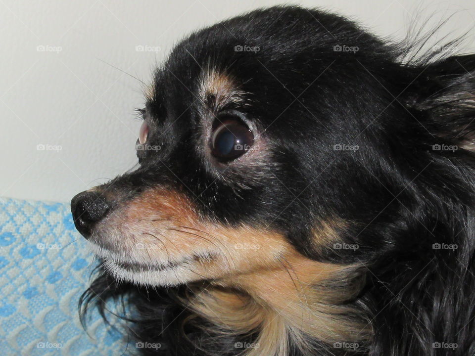 my little dog, toy terrier