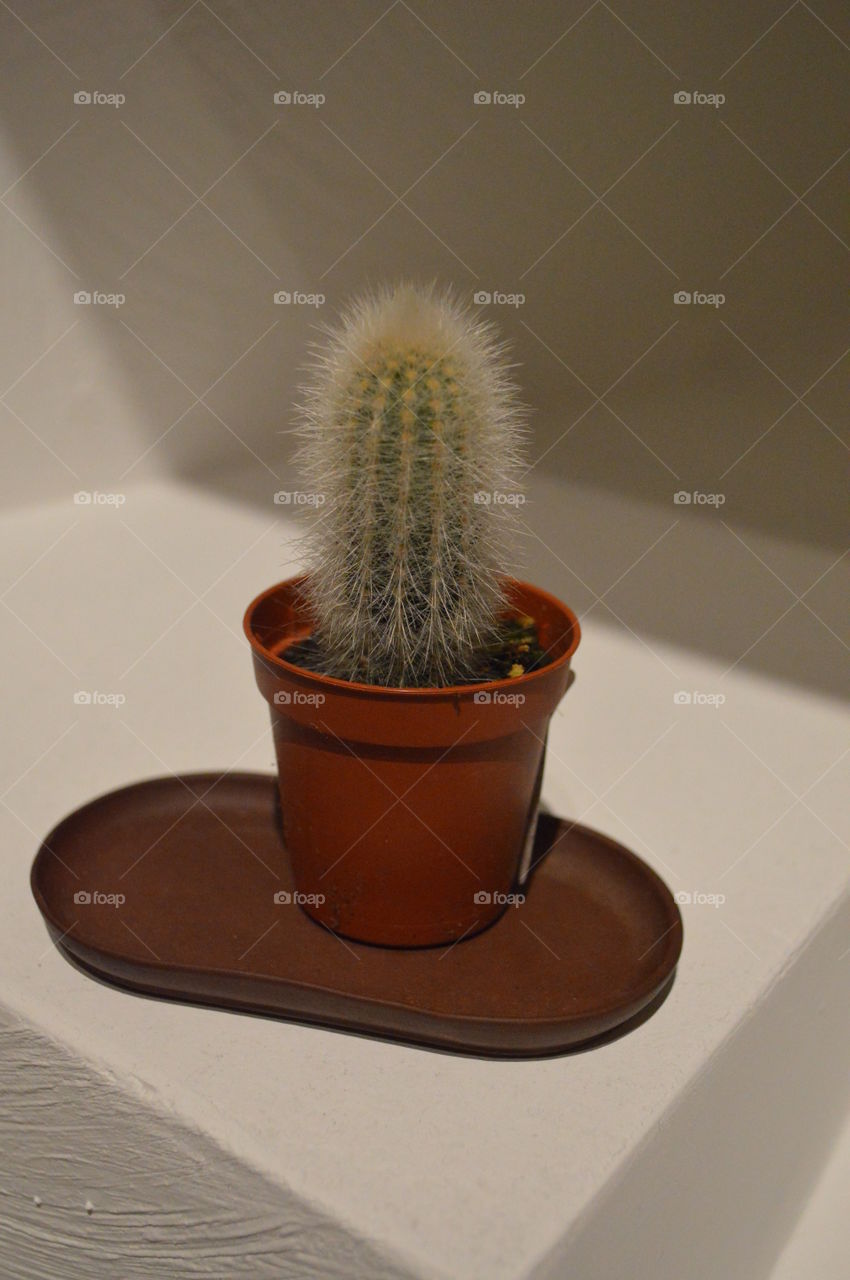 мои любимые кактусы