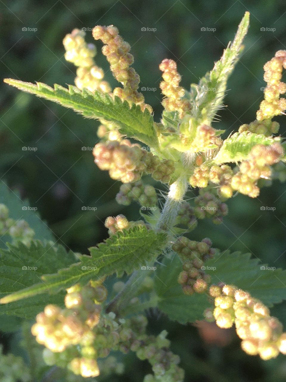 Close up of stinging nettle