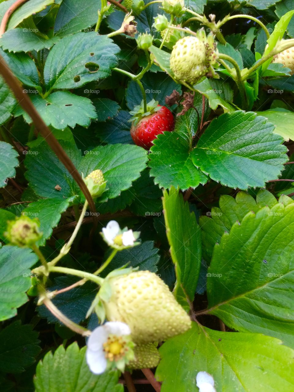 Strawberry Patch
