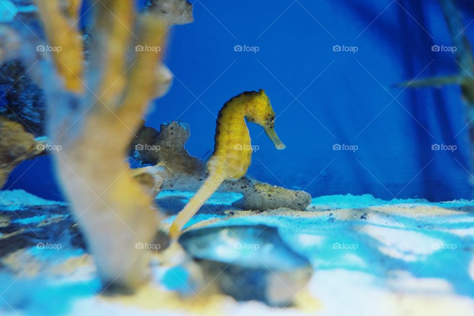 Seahorse 