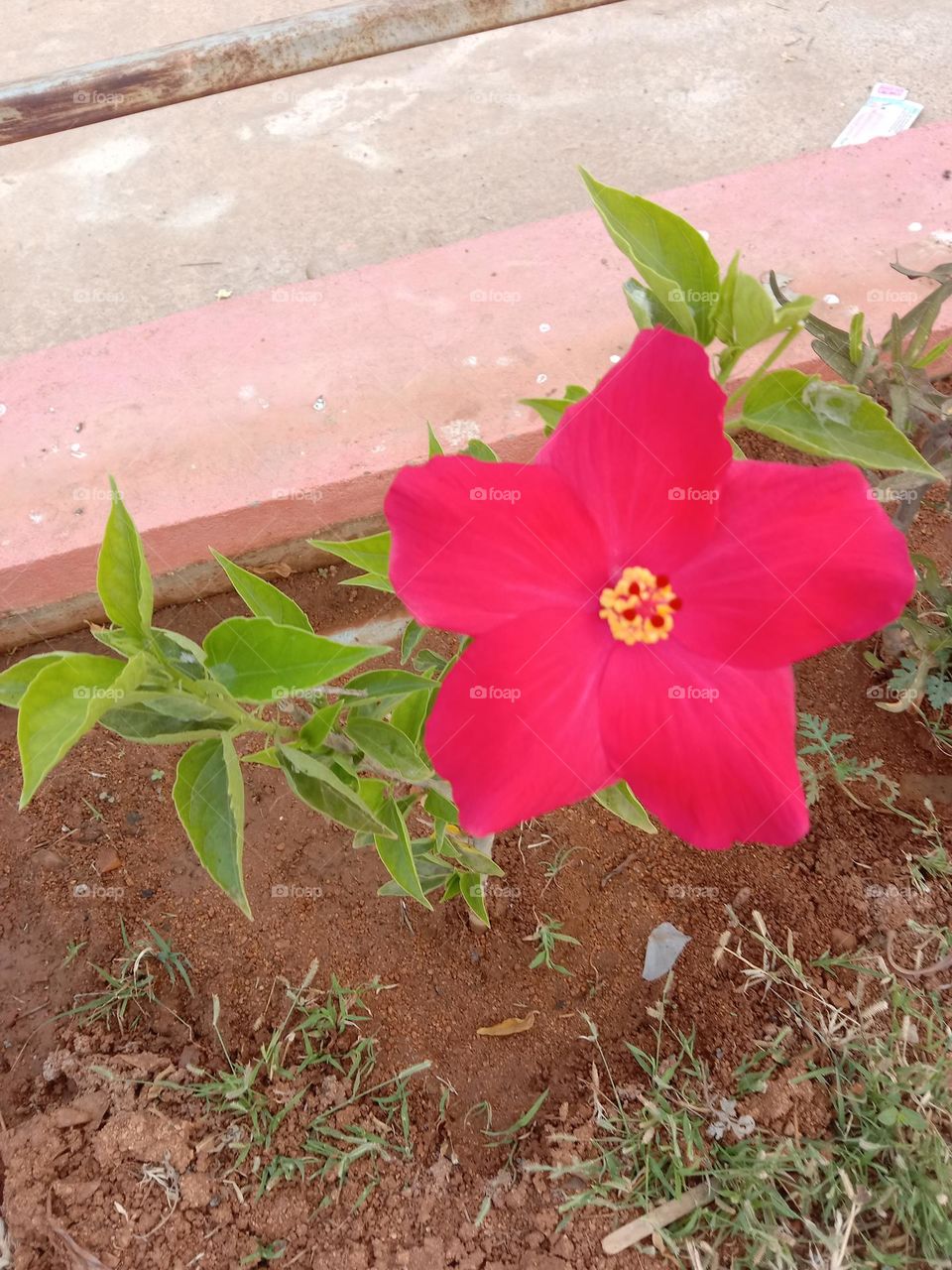 garden view red colour