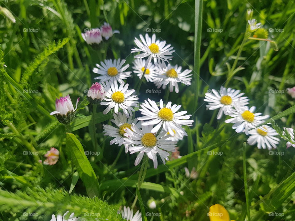 Flowers