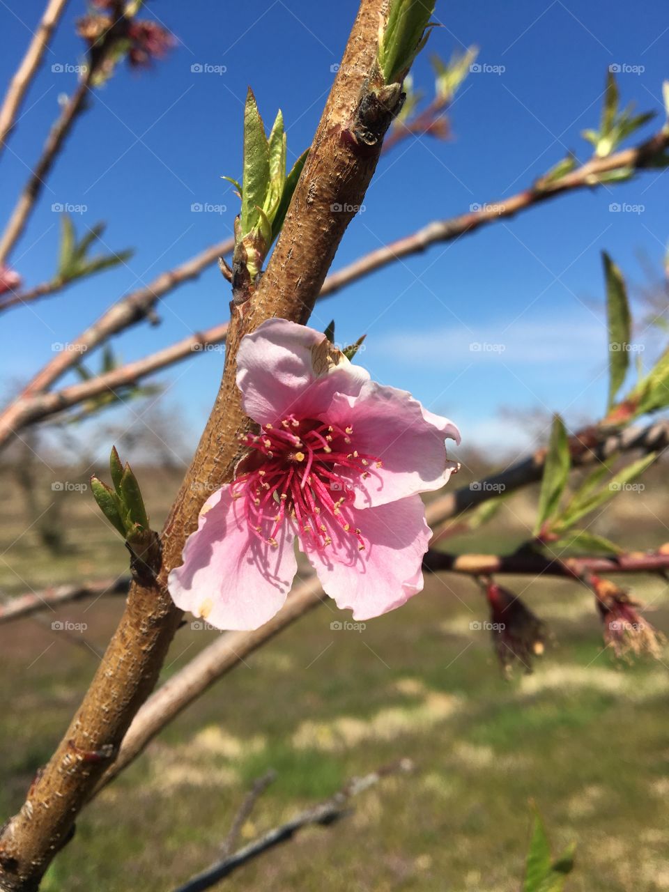 Missouri peach blossom 