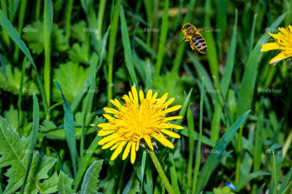 Flight of a pollen-stained bee over a dandelion.