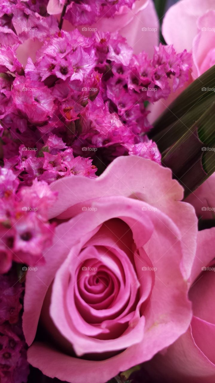 Pink Roses & Flowers