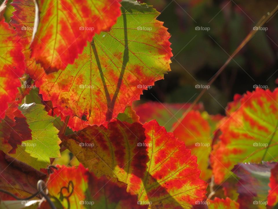 Wild Grape Vines in Autumn 