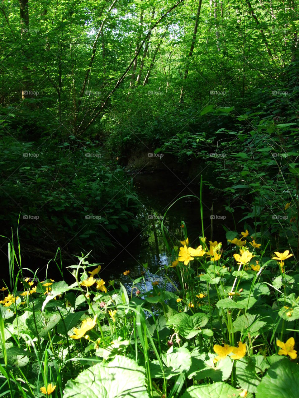 springtime in the wood