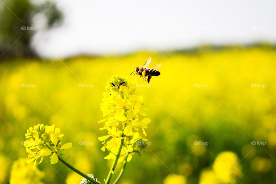 Bee flying over yellow flower