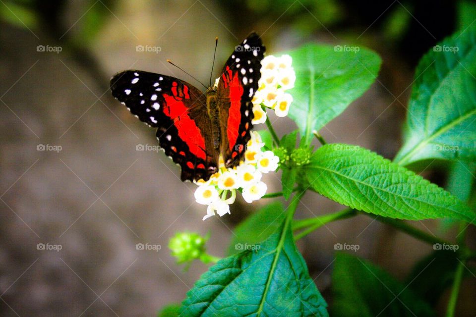 Butterfly on flower