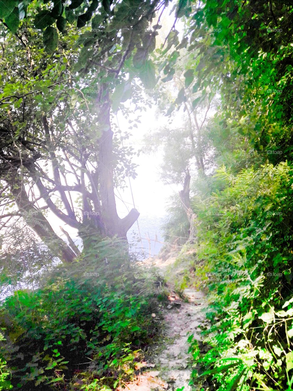 tree on the river Po