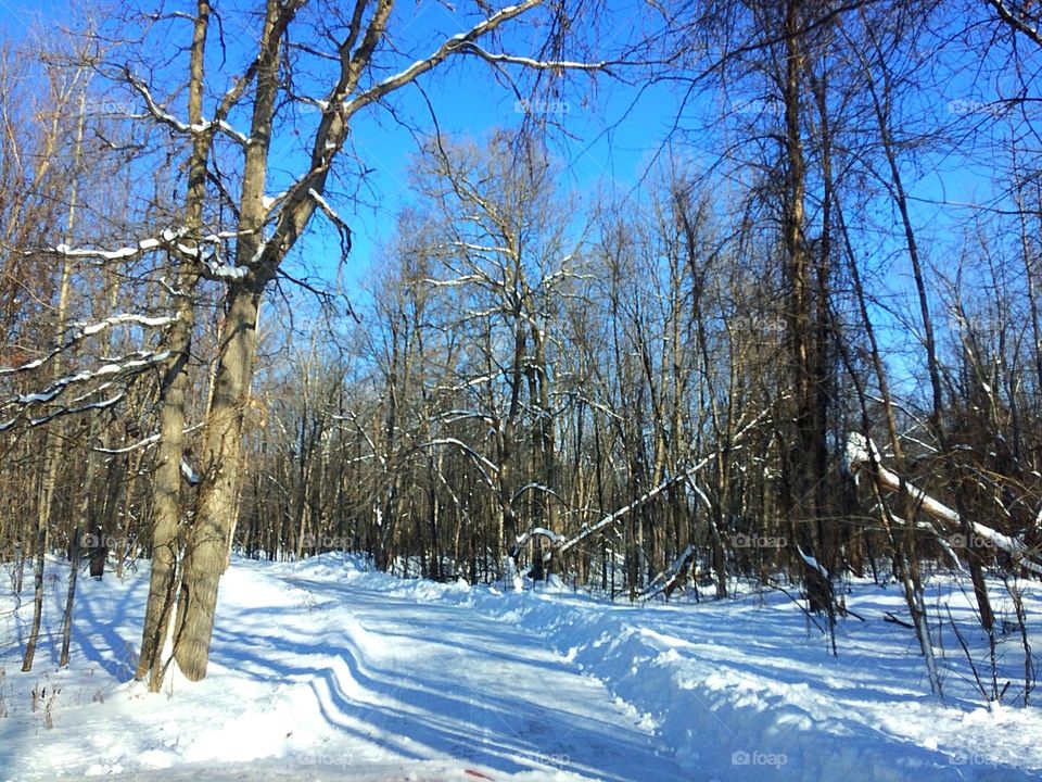 Forest in the winter 
