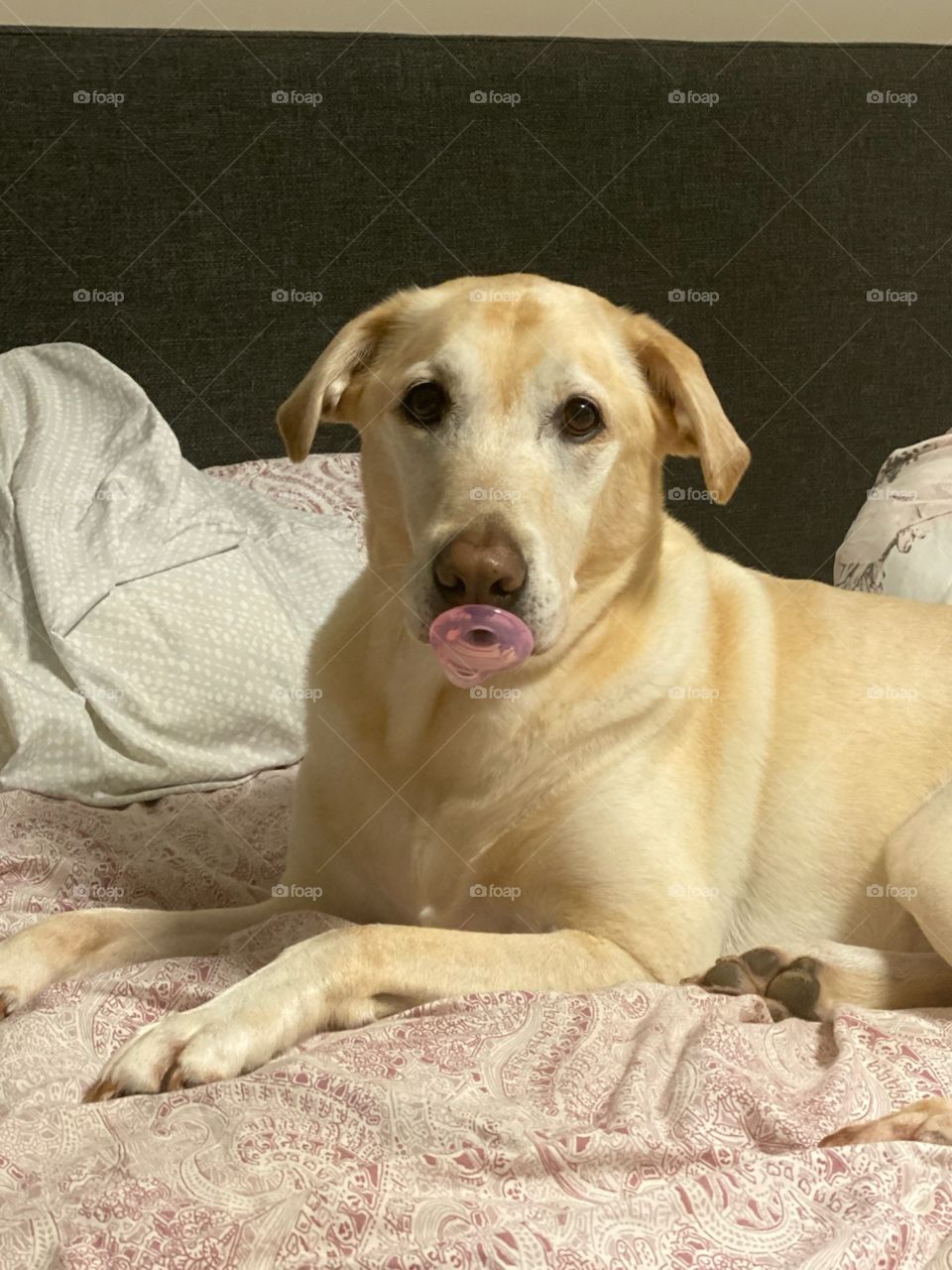 Dog With a Pacifier!