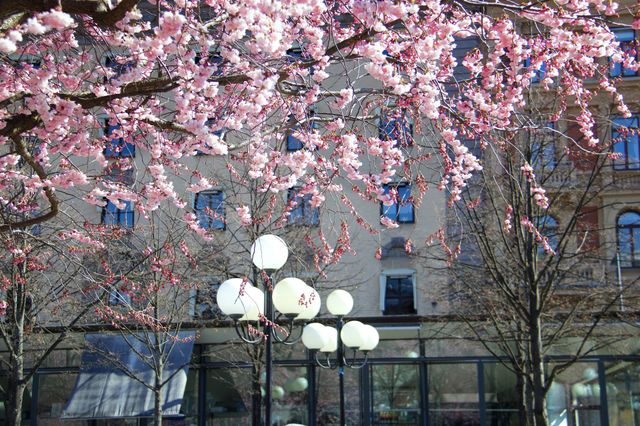 Cherry blossom tree