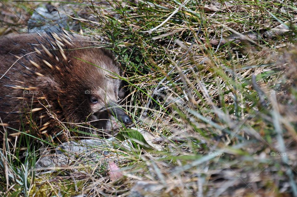 Echidna rummaging for food