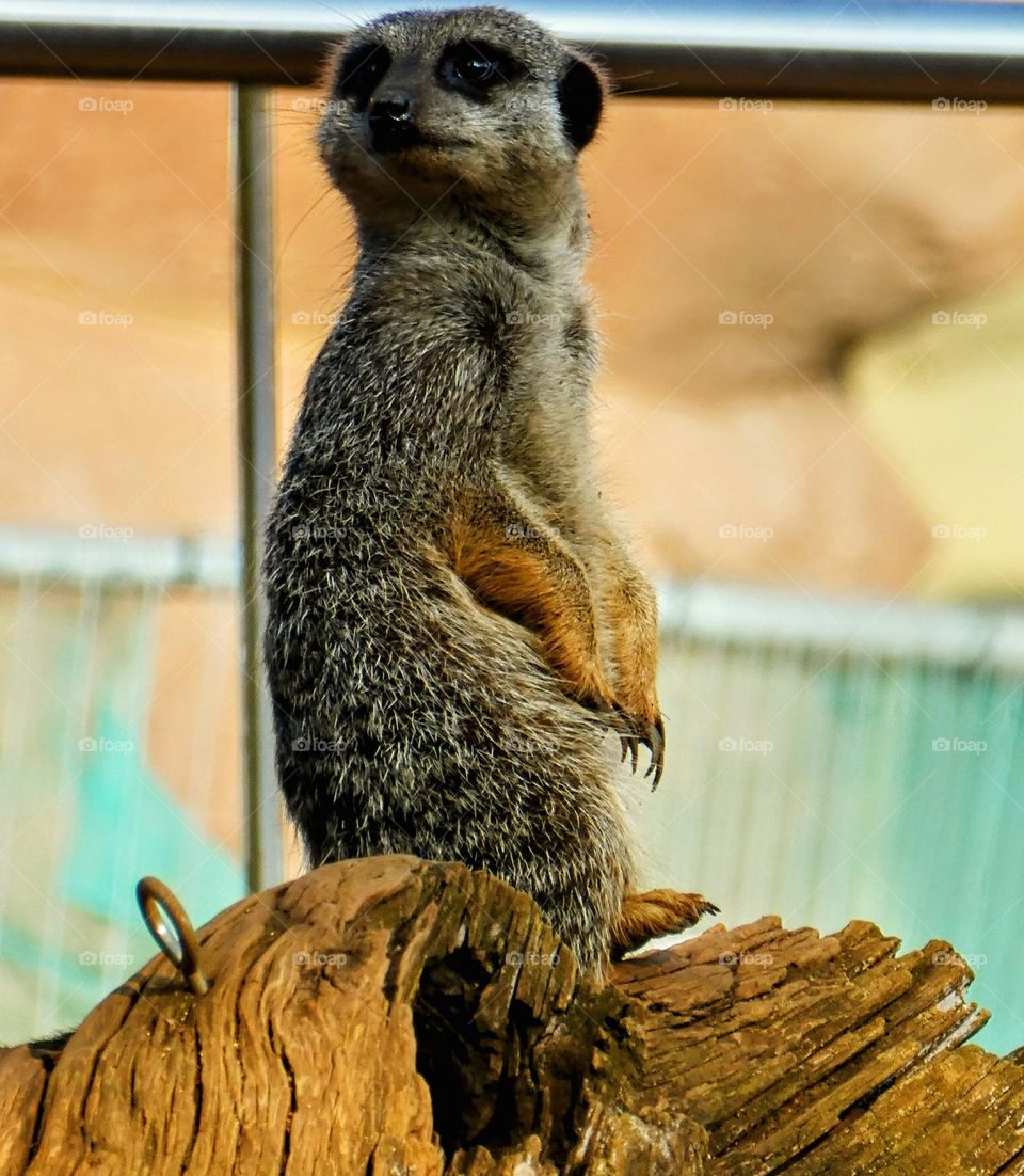 Meerkat on a rough golden brown log in classic Meerkat standing pose looking intently to the left