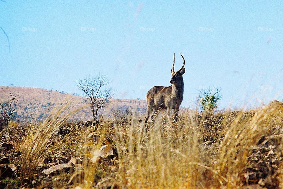 waterbuck. late afternoon