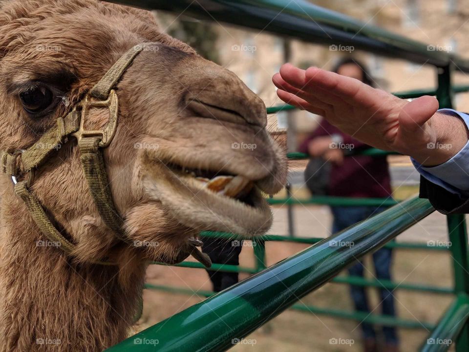 Petting Zoo camel with a outstretched hand almost about to touch them. Picture taken on University of South Carolina campus during the Petting Zoo event.