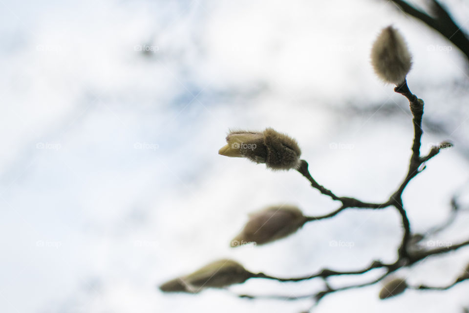 close-up of a Magnolia on the branch