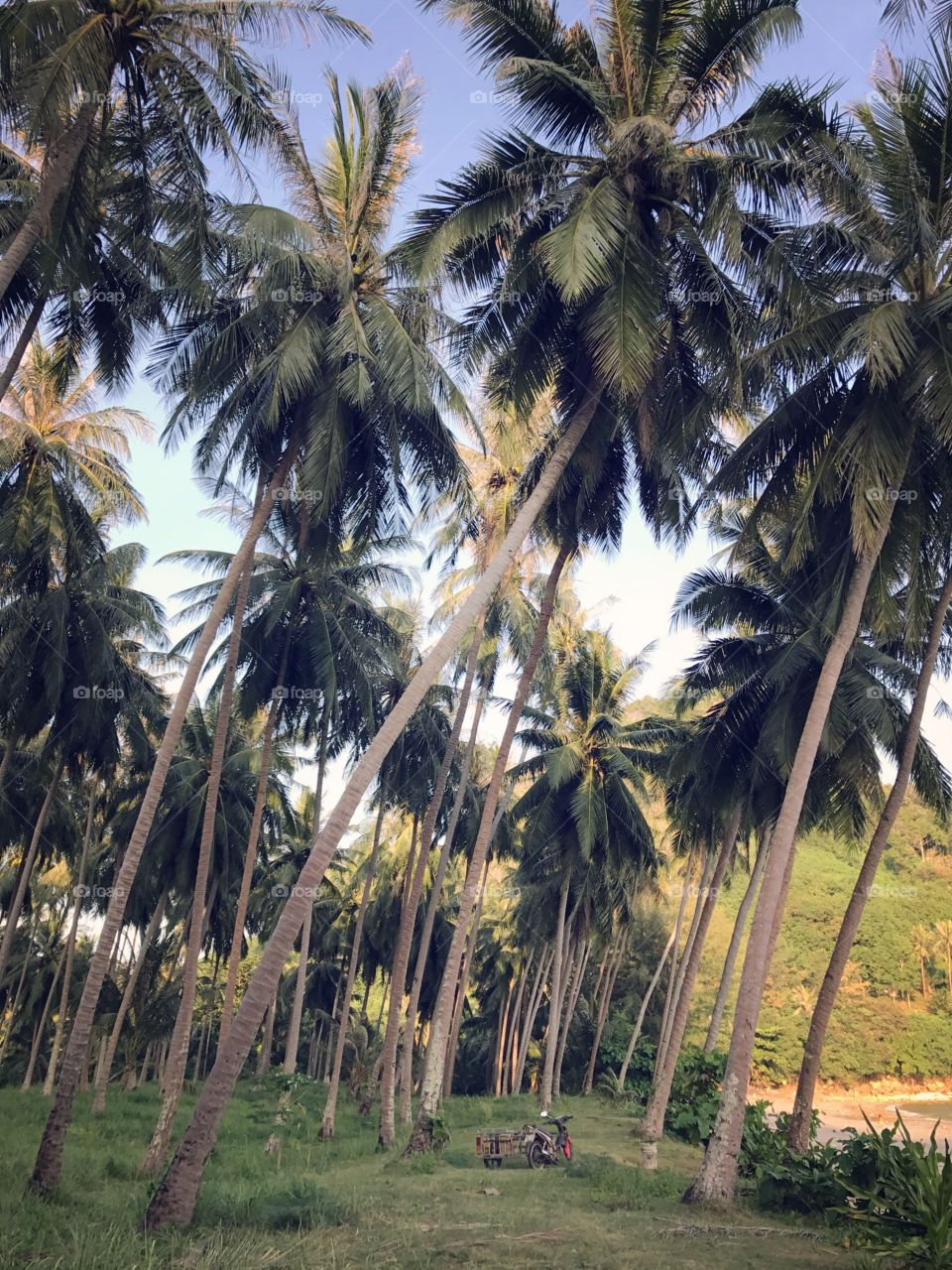 Coconut garden, orchard, plantation by the beach in southern Thailand