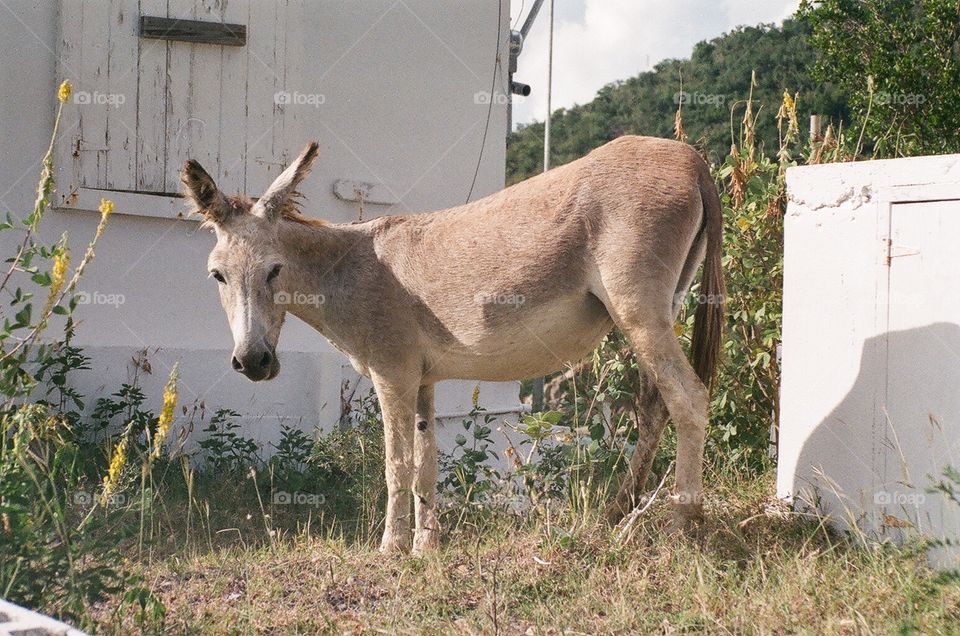 Donkey, US Virgin Islands