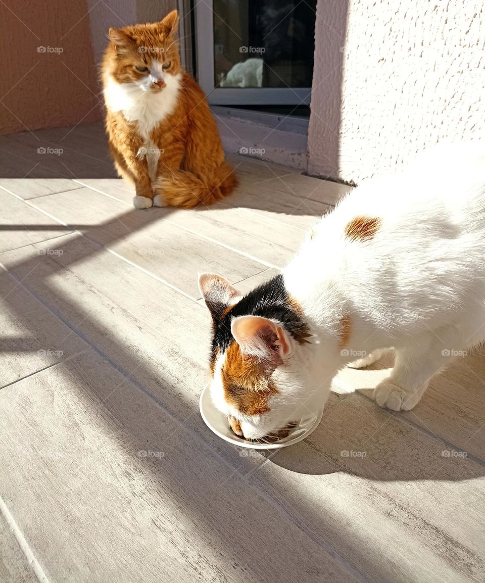 two cats, cat eating cat food view from the ground