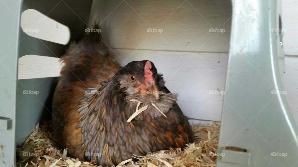 Bandit the hen. Bamdit the hen brewing up an egg