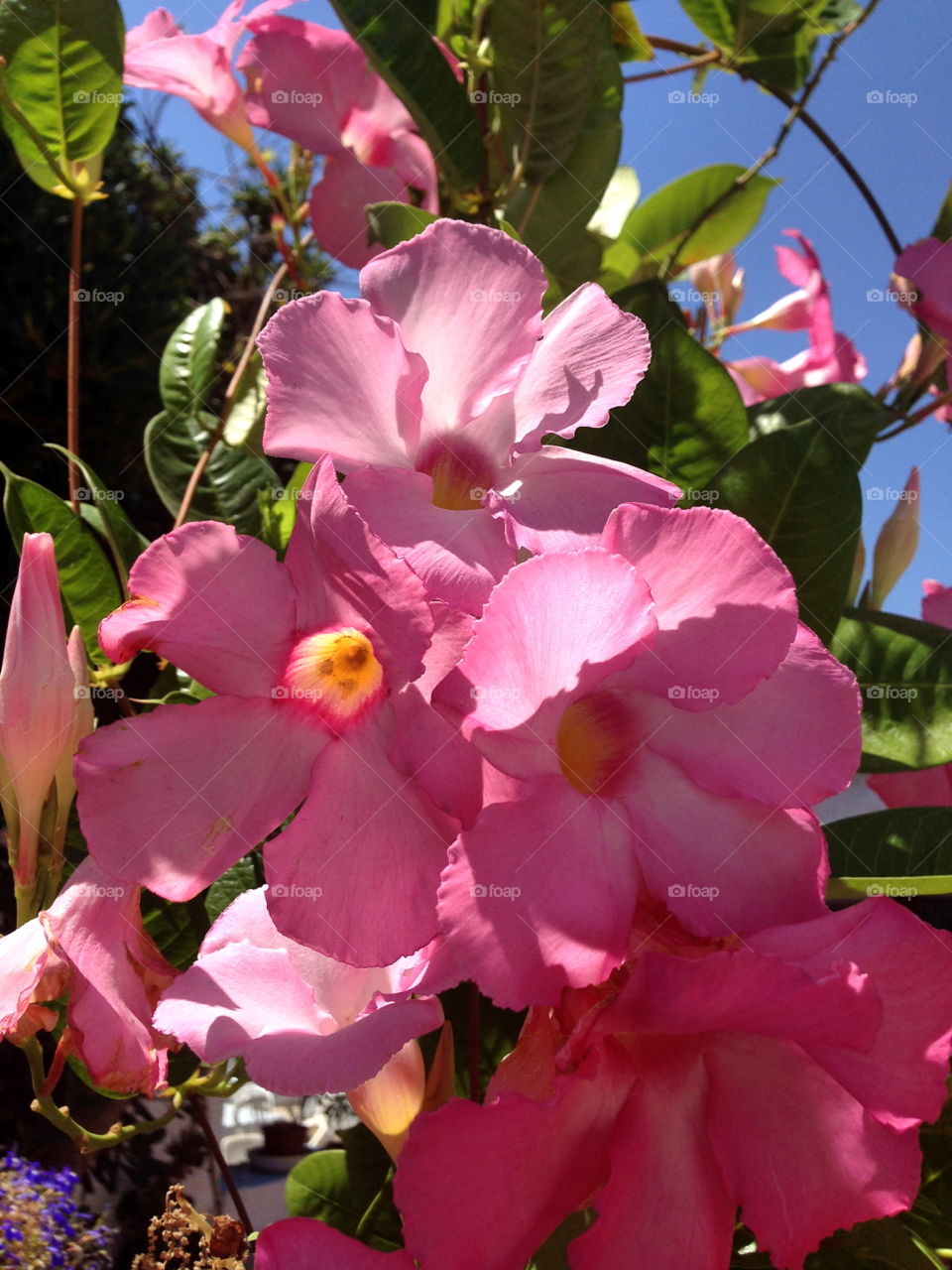 Sicilia fiori