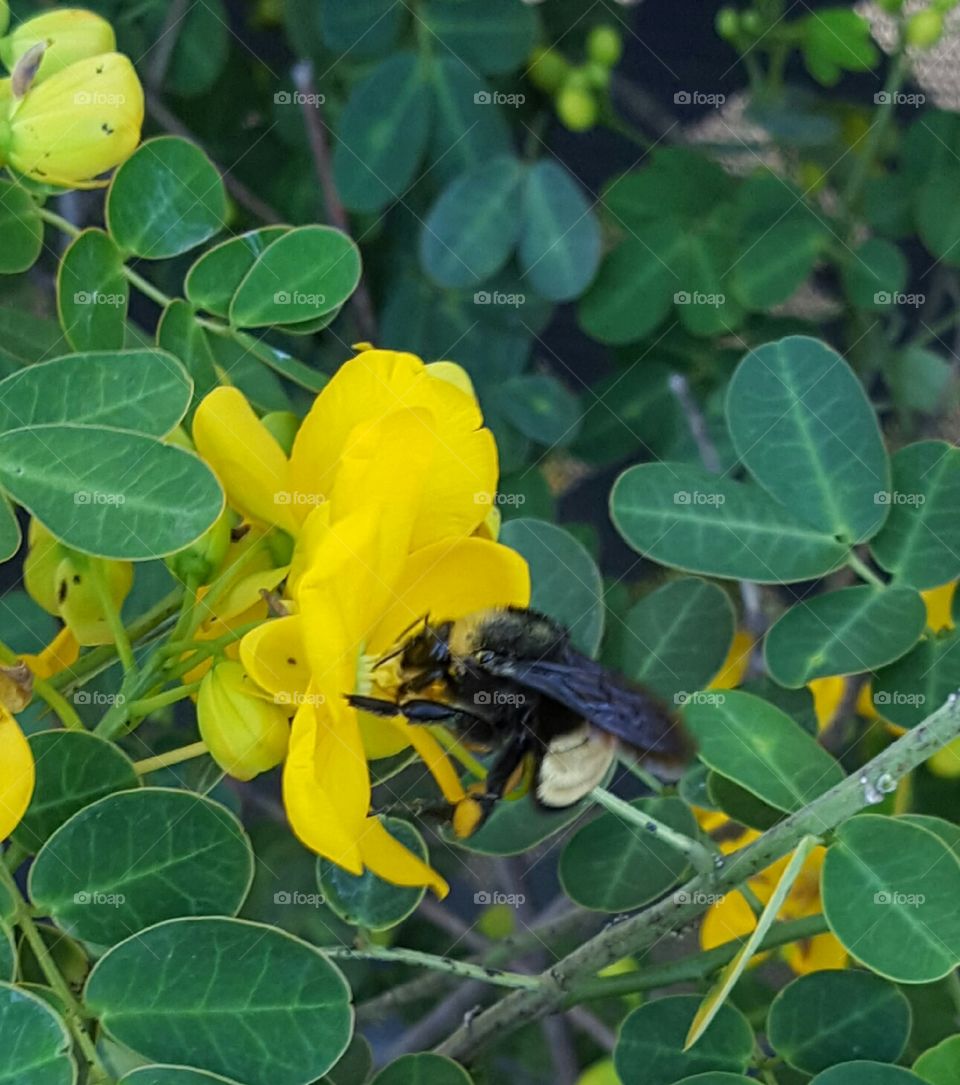 yellow cassia