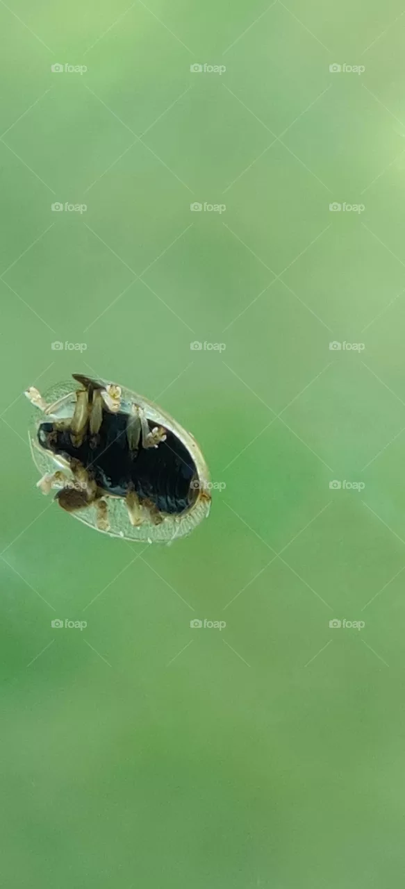 Little beetle guest outside the window