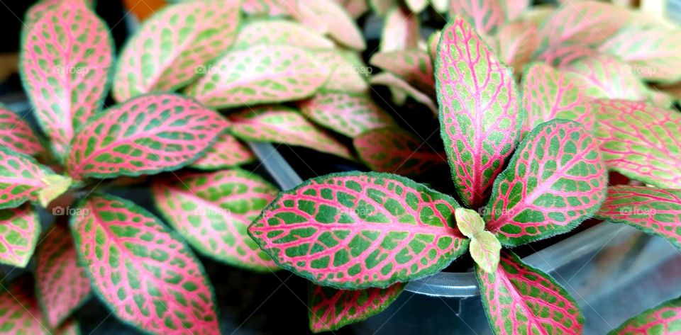 Fittonia albivenis is a species of flowering plant in the family Acanthaceae, native to the rainforests of Colombia, Peru, Bolivia, Ecuador and northern Brazil