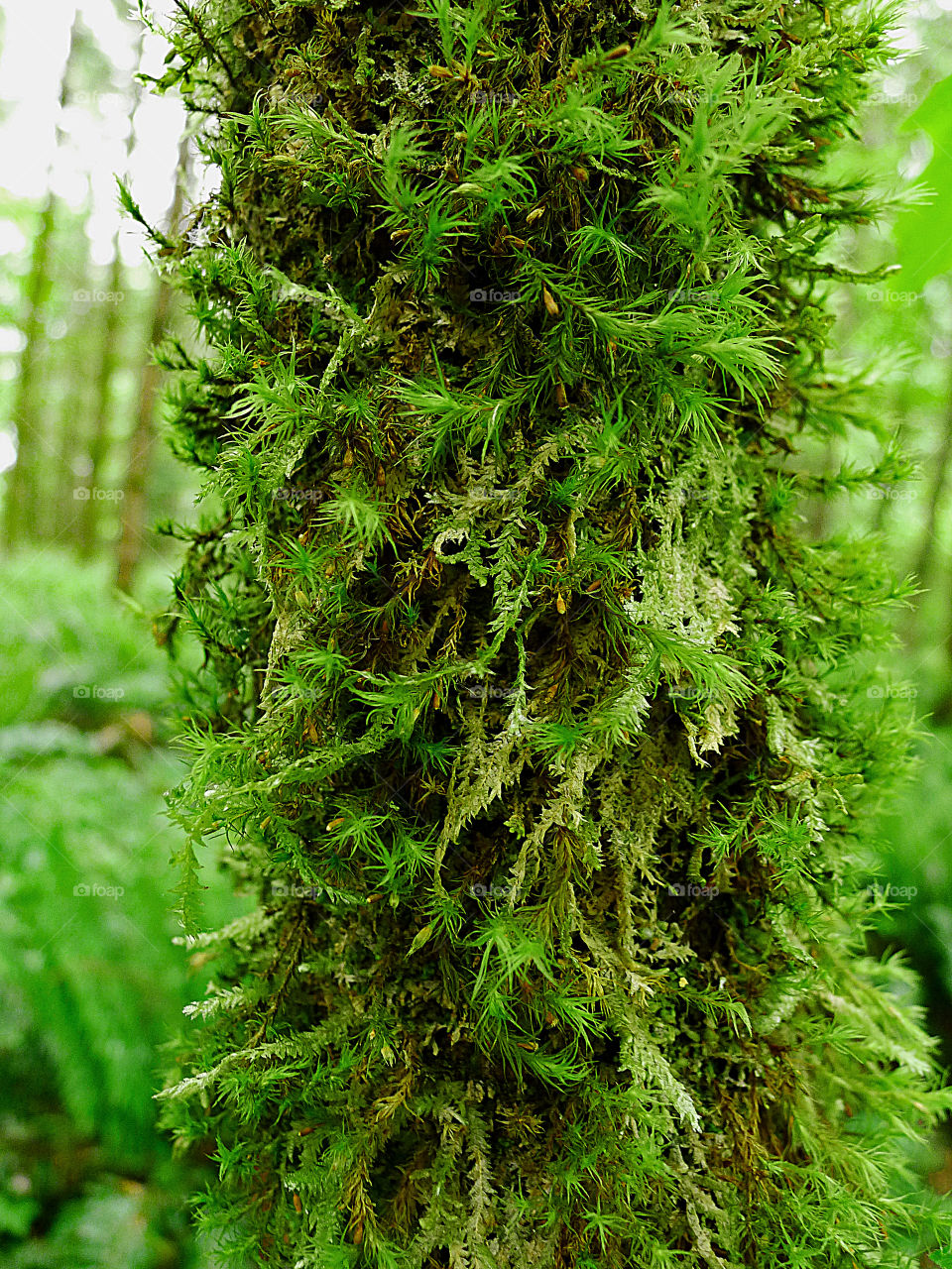 Moss on the tree, Washington state  USA