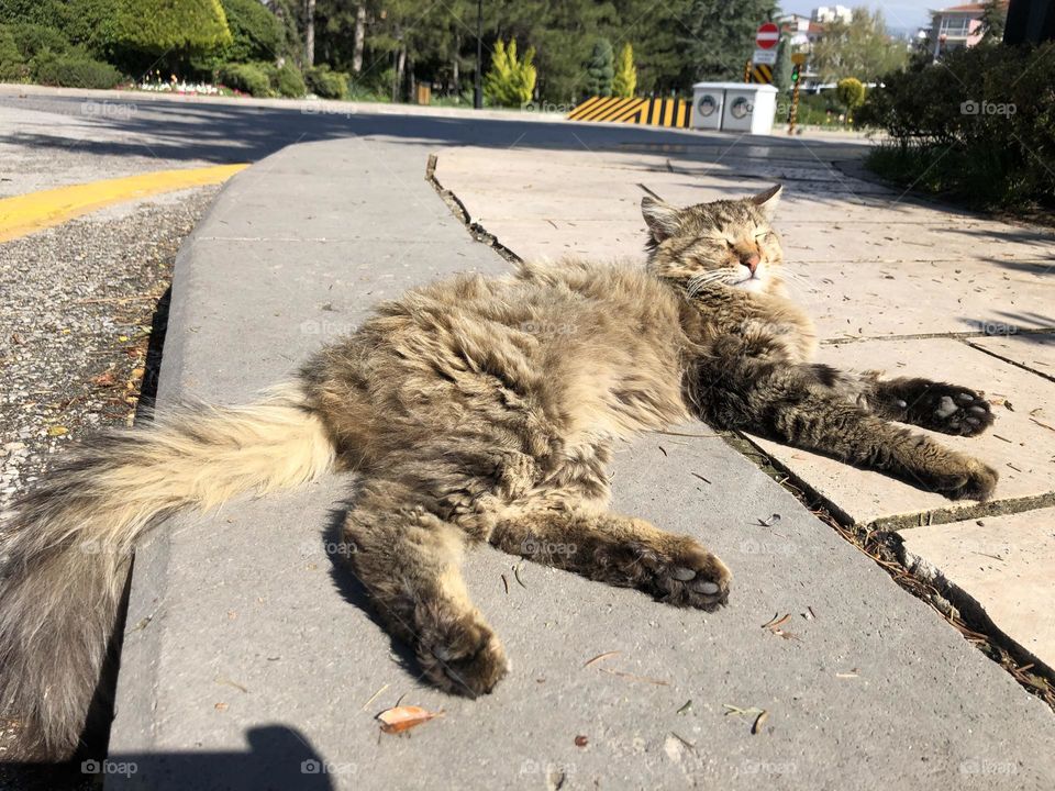 Turkish cat sun bathing in Ankara