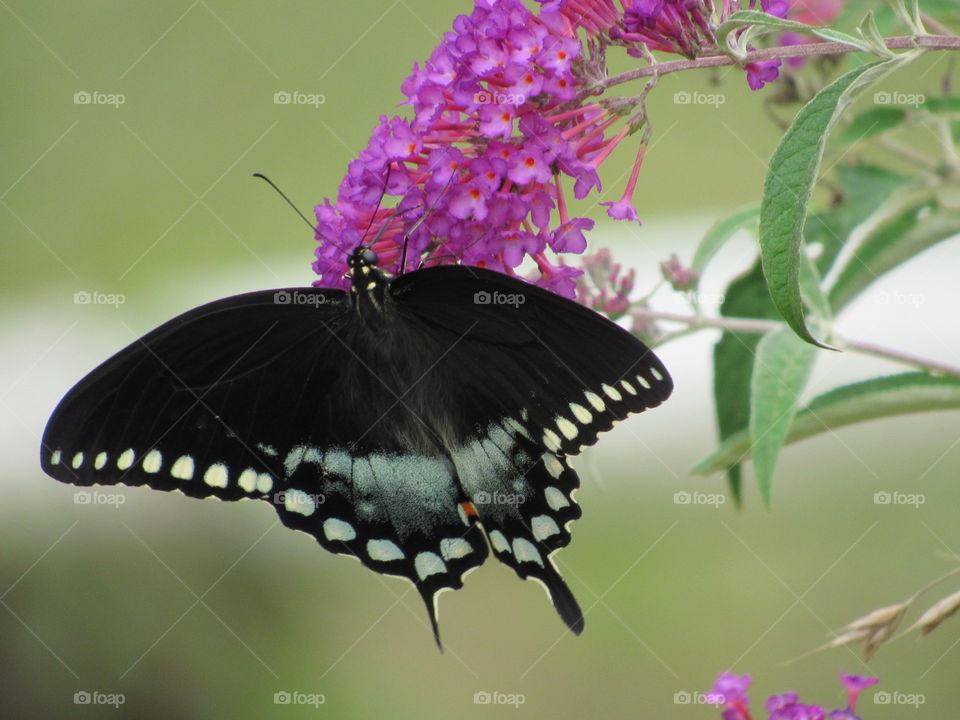 Butterfly, Nature, Flower, Insect, No Person