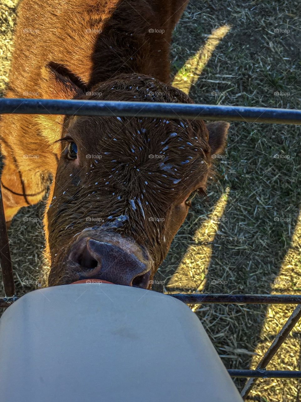 Baby calf drinking his milk cute, adorable, heartwarming 