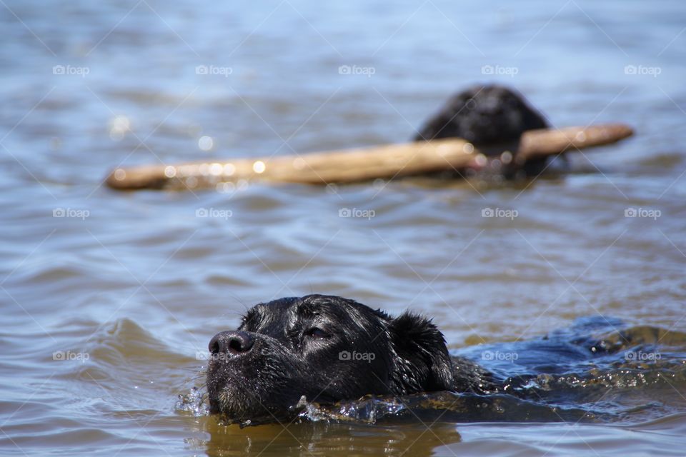 Two black lab brothers go for a swim and fetch together. Sammy brings back the stick with Jackson swimming close by. 