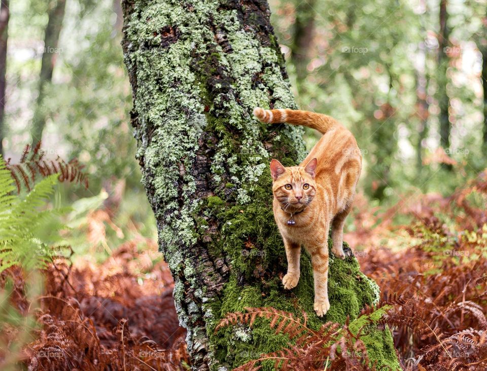 Orange cat in autumn landscape