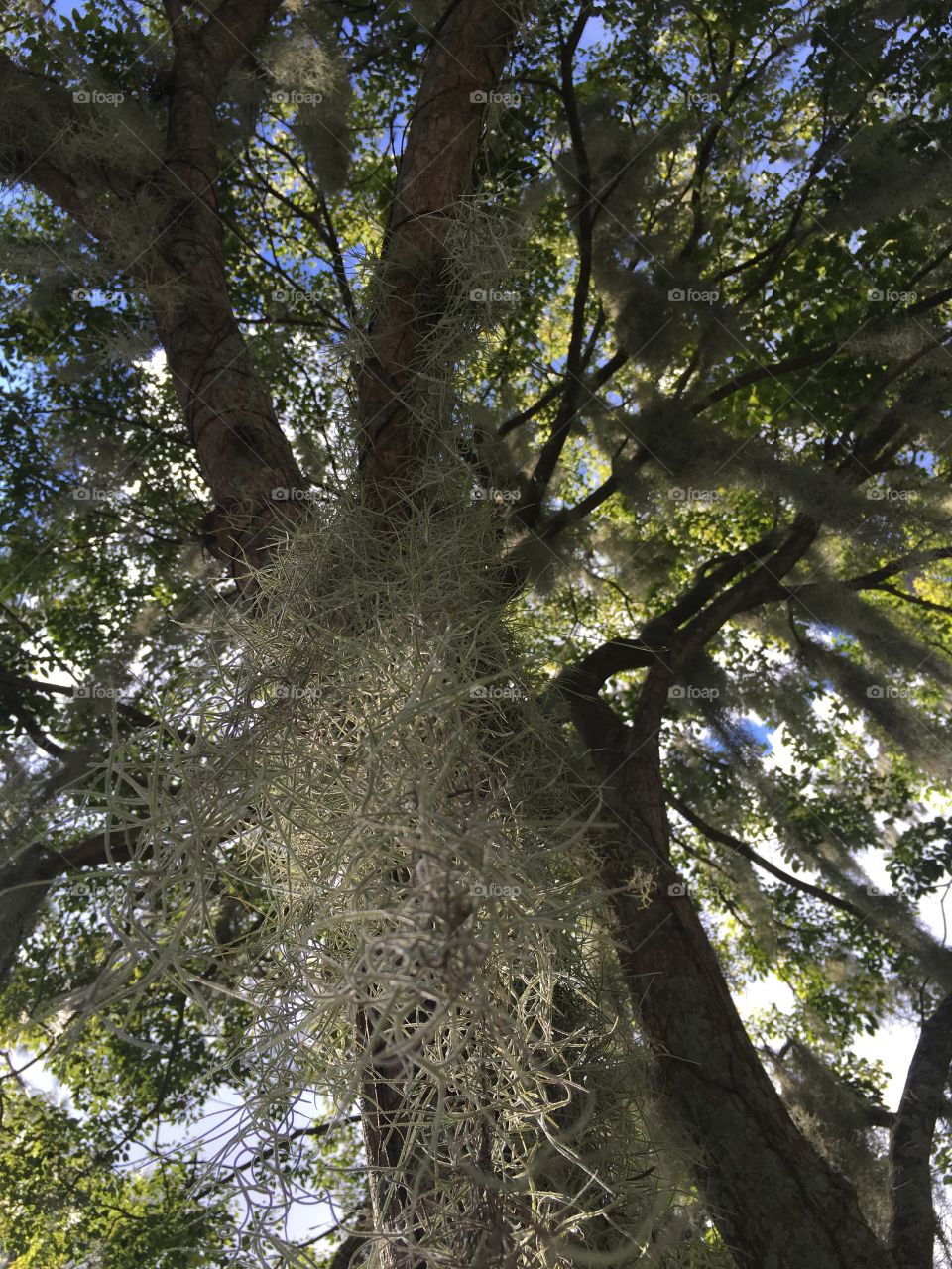 Old oak tree with hanging Moss located in Winter Park, Florida.
