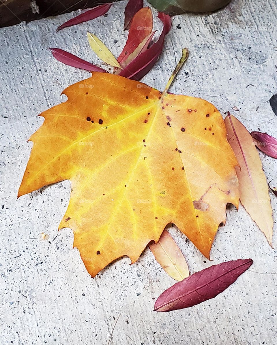 large golden orange Autumn leaf on a concrete walkway in Oregon