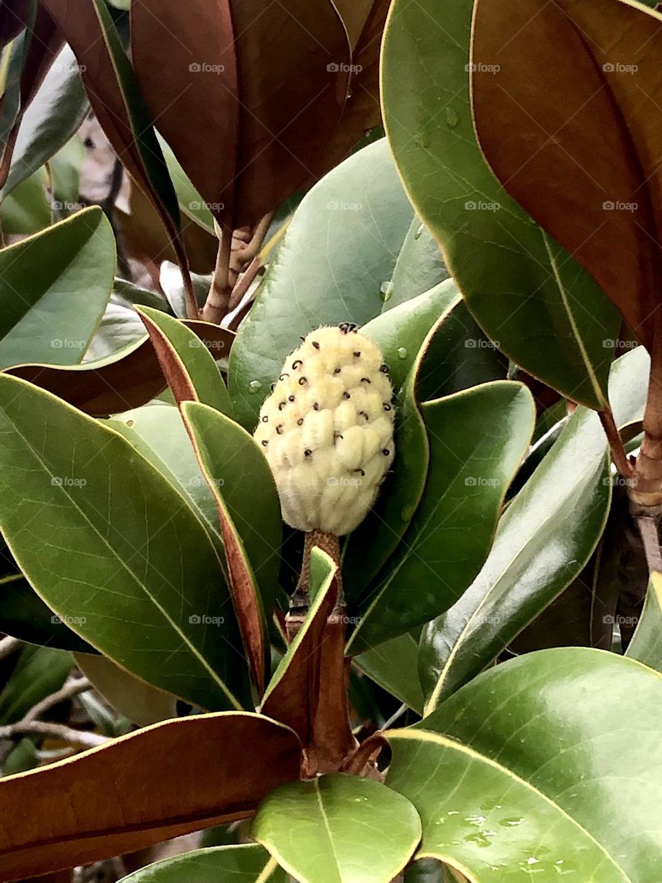 Closeup of a magnolia tree’s green and brown leaves, waiting for its flower to bloom!