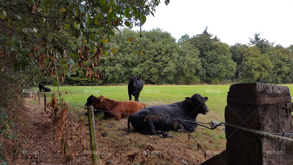 Cows lay down in landscape